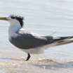 Great Crested Tern